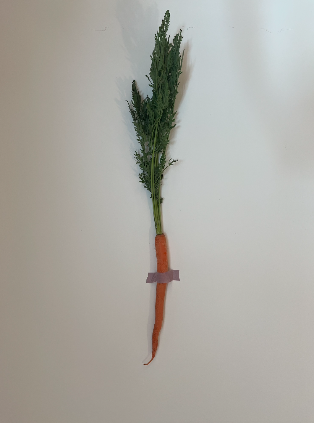 Singular carrot taped to wall